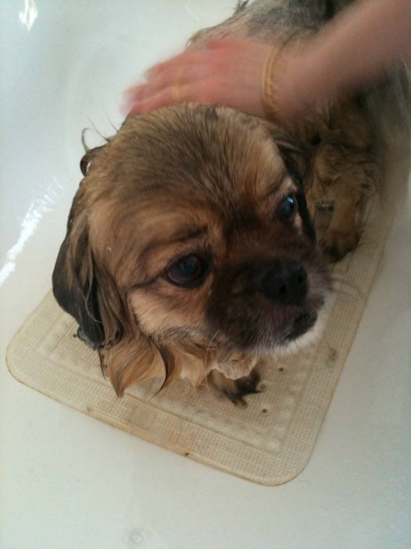 Image of at the dogwash 01 <h2>2010-10-10 - Oh, the Misery!</h2>