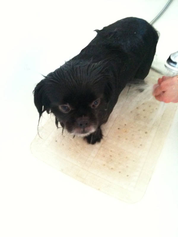 Image of at the dogwash 02 <h2>2010-10-10 - Oh, the Misery!</h2>