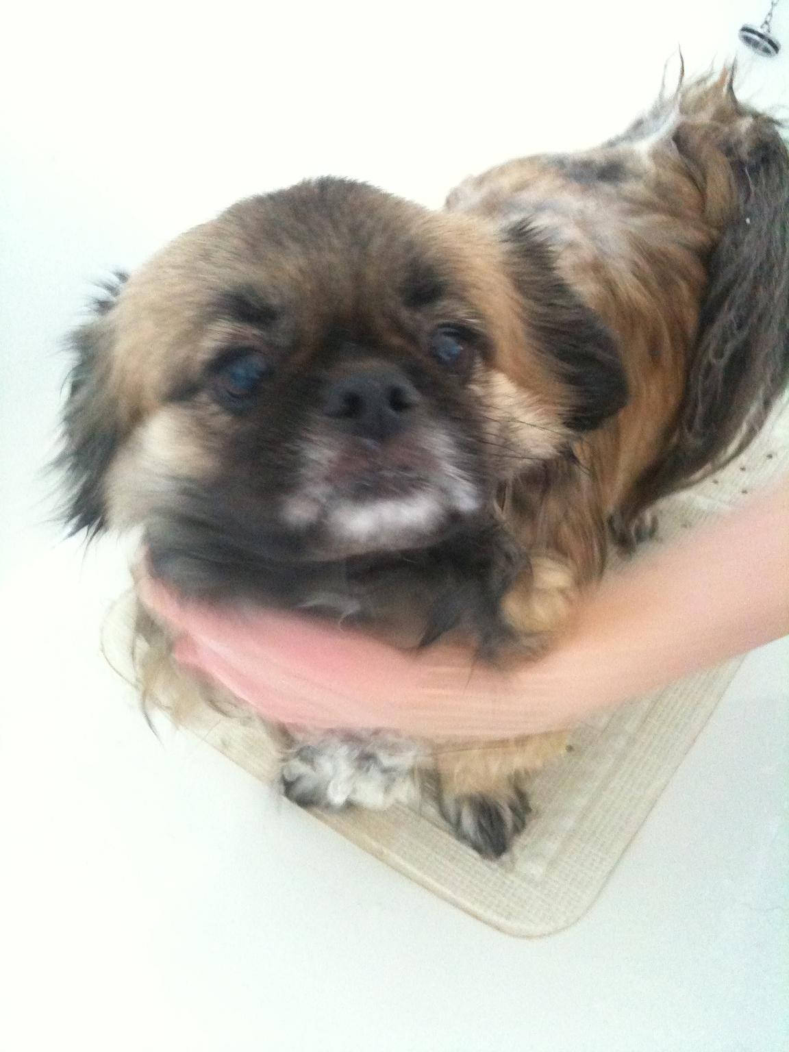 Image of at the dogwash 03 <h2>2010-10-10 - Oh, the Misery!</h2>