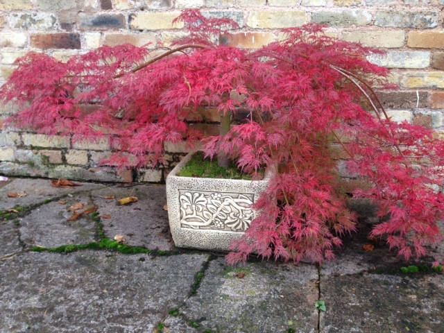 image shows: Autumn in England, My favourite season.