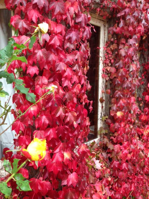 image shows: Autumn in England, My favourite season.