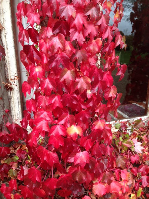 image shows: Autumn in England, My favourite season.