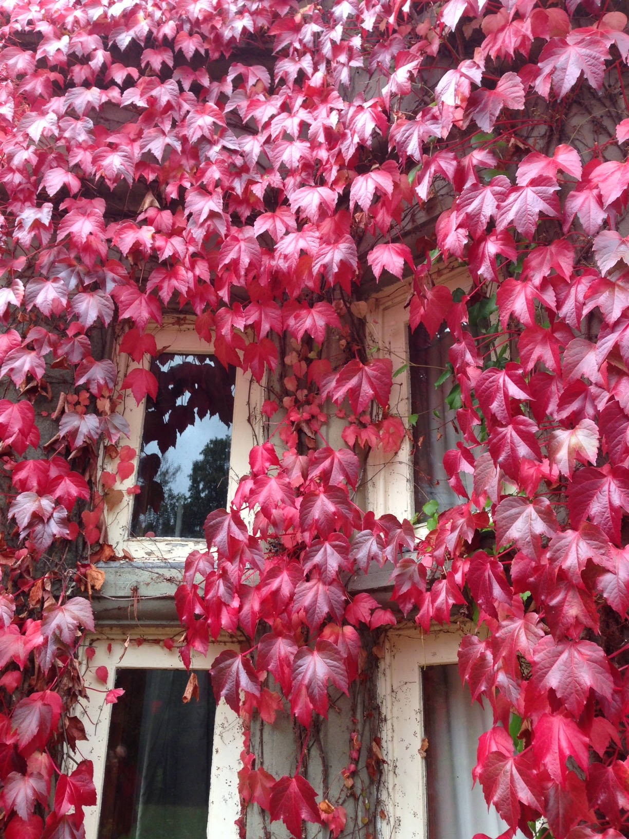 image shows: Autumn in England, My favourite season.