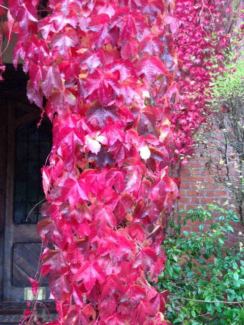 image shows: Autumn in England, My favourite season.