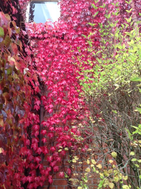 image shows: Autumn in England, My favourite season.