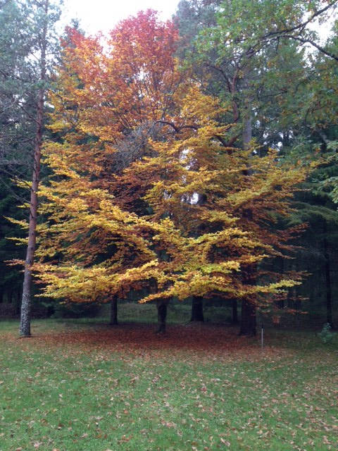 Image of autmun 008 <h2>2014-10-19 - Autumn</h2>