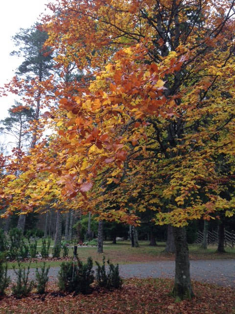 image shows: Autumn in England, My favourite season.