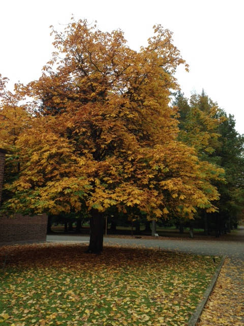 image shows: Autumn in England, My favourite season.