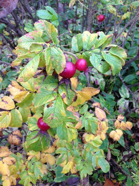 image shows: Autumn in England, My favourite season.