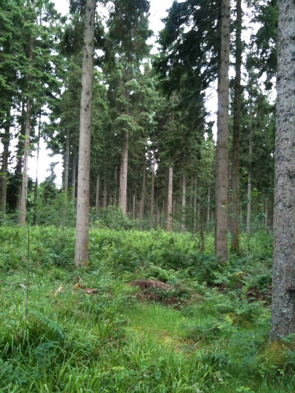 Image of forest of ae 001 <h2>2012-07-16 - A Long Weekend "Up North"</h2>
