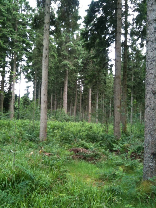 image shows: Scenes from the Forest of Ae in Scotland Where We Spent a Lovely Weekend