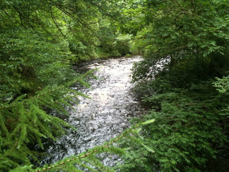 Image of forest of ae 002 <h2>2012-07-16 - A Long Weekend "Up North"</h2>