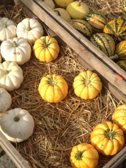 Image of happy halloween 2015 004 <h2>2015-10-31 - Happy Halloween</h2>