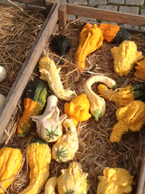 Image of happy halloween 2015 006 <h2>2015-10-31 - Happy Halloween</h2>
