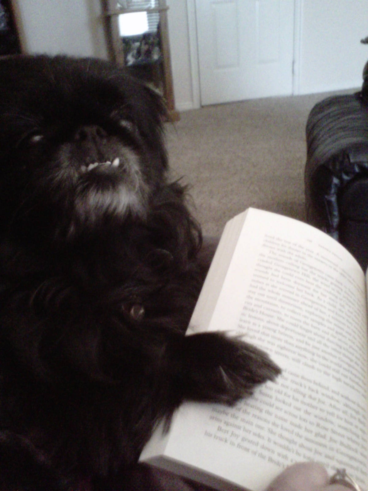 Image of lola reading <h2>2011-05-28 - Dog Tails</h2>