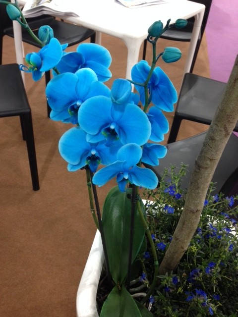 image shows: These fantastic blue orchids were on display throughout the halls â€“ loved them!