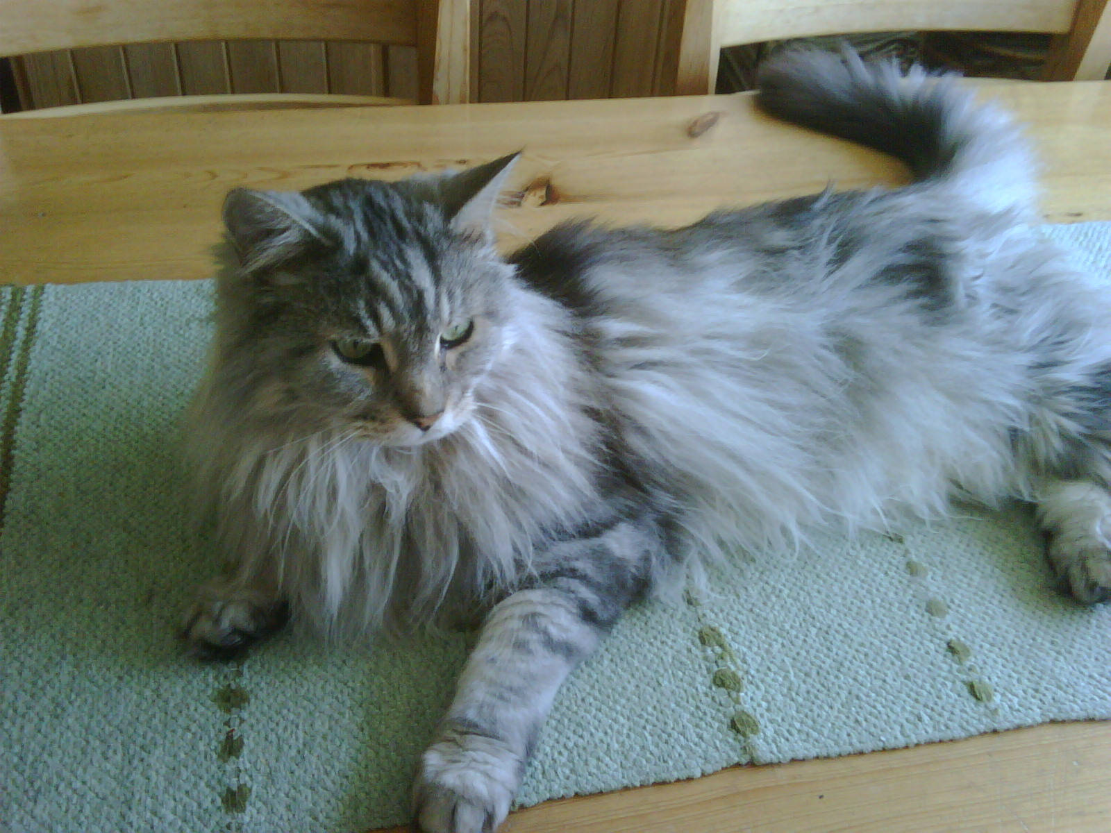 Image of maine coon cat puddy <h2>2010-12-16 - Feline News</h2>