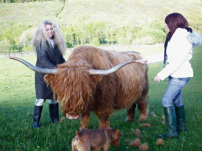 image shows: Meeting Highland Cattle with my Daughter