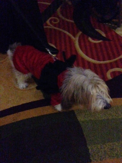 image shows: Even dogs were allowed to dress up
