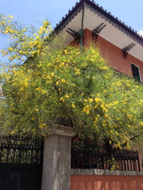 image shows: Mimosa Tree