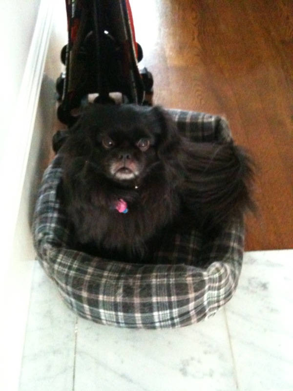 Image of shen <h2>2011-05-28 - Dog Tails</h2>