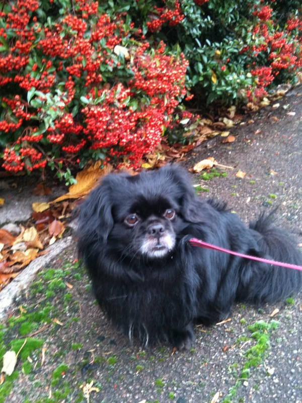 Image of small blcak dog in garden <h2>2010-11-03 - Lovely Autumn</h2>